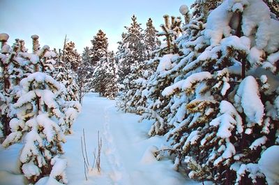 Snow covered trees