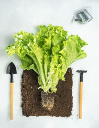 High angle view of vegetables on table