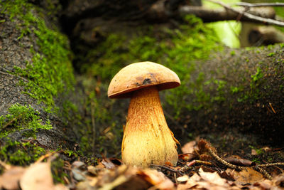 mushroom