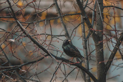 Bird perching on branch