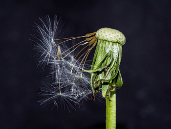 High angel vue of dandelion seed