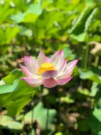 Close-up of pink lotus water lily