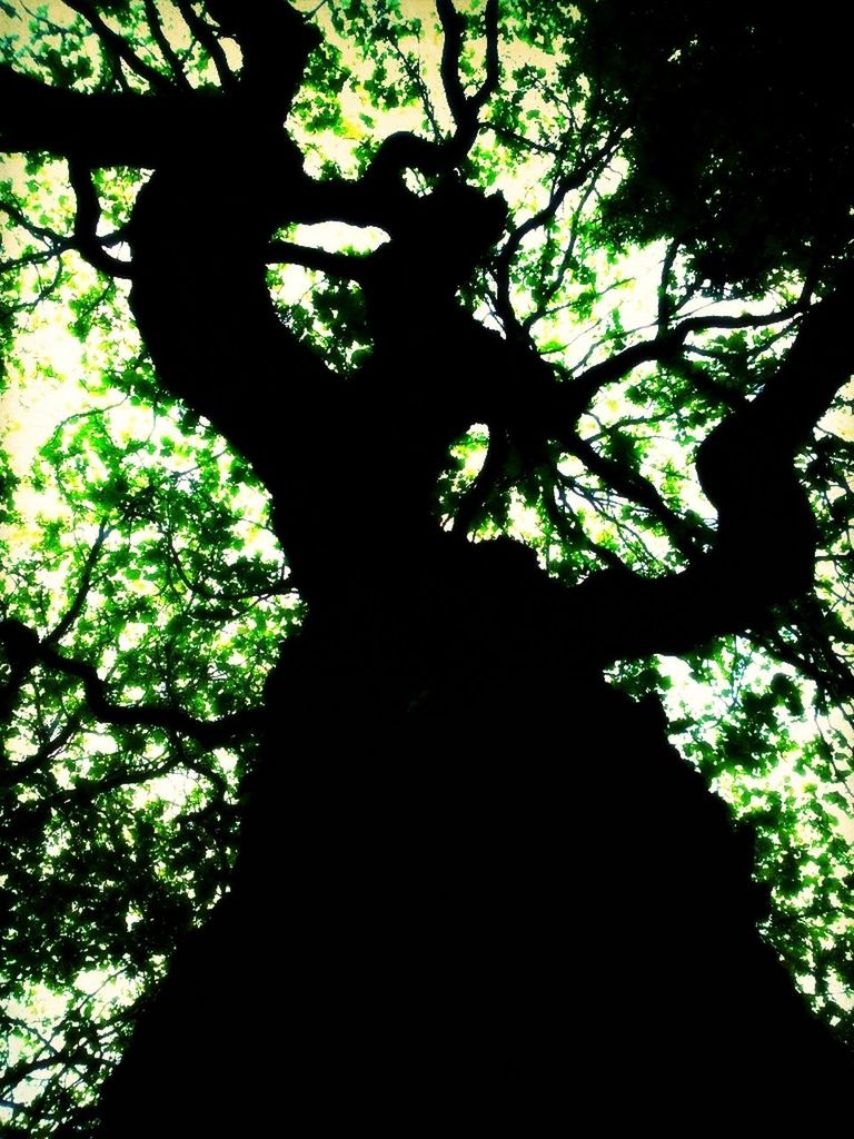 tree, low angle view, branch, silhouette, tree trunk, growth, forest, tranquility, nature, beauty in nature, tranquil scene, sunlight, no people, outdoors, scenics, day, sky, green color, woodland, non-urban scene