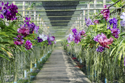 View of plants