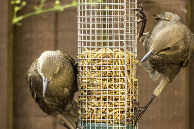 Close-up of bird in cage