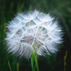 Close-up of dandelion on plant