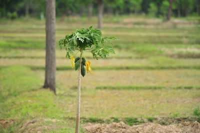 Close-up of plant growing on field