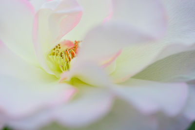 Close-up of pink rose flower