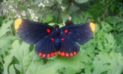 Close-up of butterfly on leaf