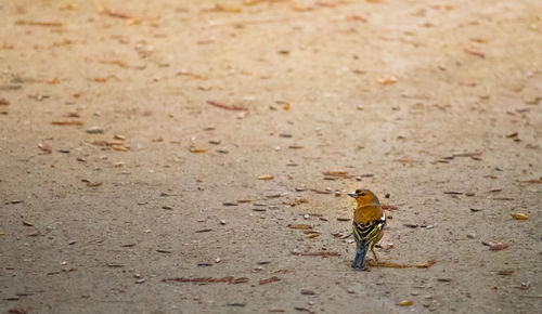 Close-up of bird on ground