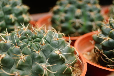 Close-up of succulent plant