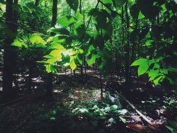 Plants growing on tree trunk