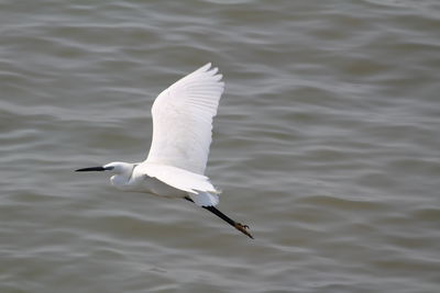 Seagull flying over sea