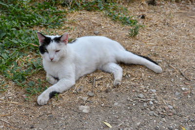 High angle view of cat on field