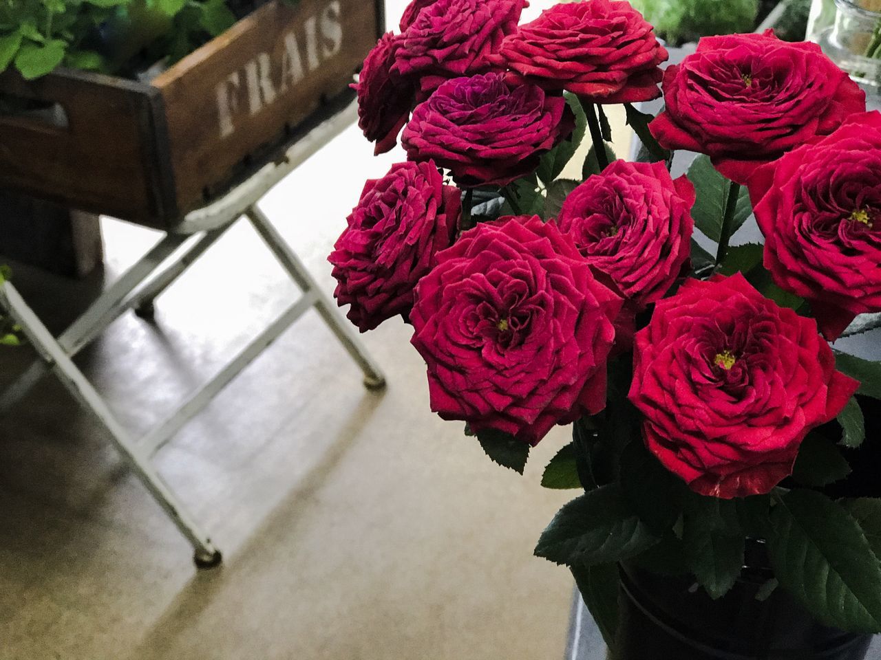 flower, beauty in nature, rose - flower, fragility, nature, retail, indoors, freshness, day, no people, bouquet, close-up, red, flower head, florist