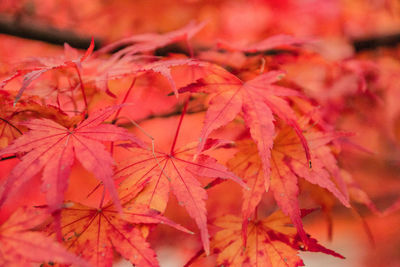 Close-up of red maple leaves