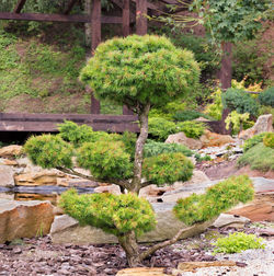 Plants growing in garden