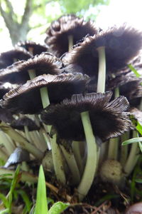 Close-up of plant