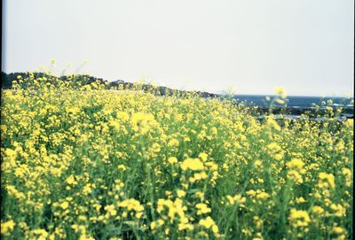 Yellow flowers growing in field against clear sky