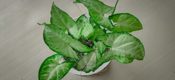 High angle view of green leaves