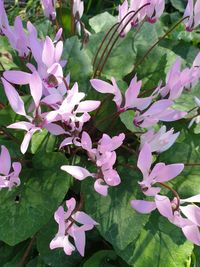 High angle view of purple flowering plants