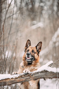 Close-up of dog