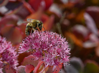 Close-up of bee pollinating on pink flower