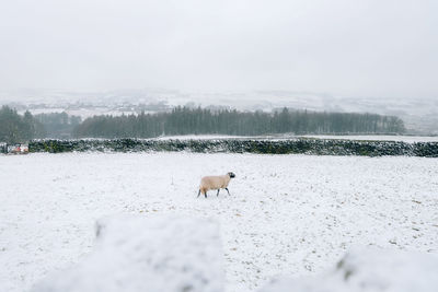 Dog on snow field against sky