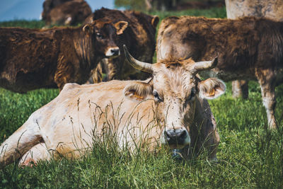 Portrait of cow on field