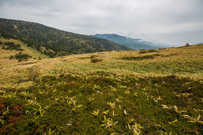 Scenic view of field against sky