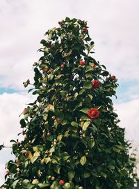 Low angle view of berries on tree against sky