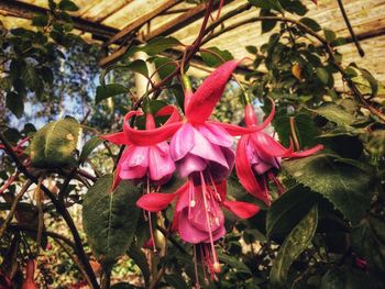 Close-up of pink flowering plants