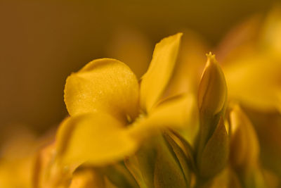 Close-up of yellow flowering plant