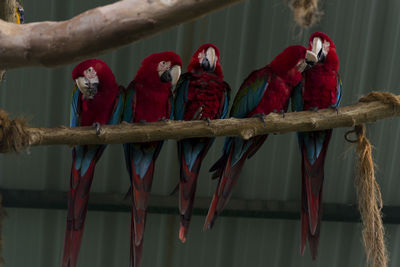 View of parrot perching in cage