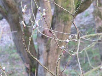 Close-up of spider web on tree