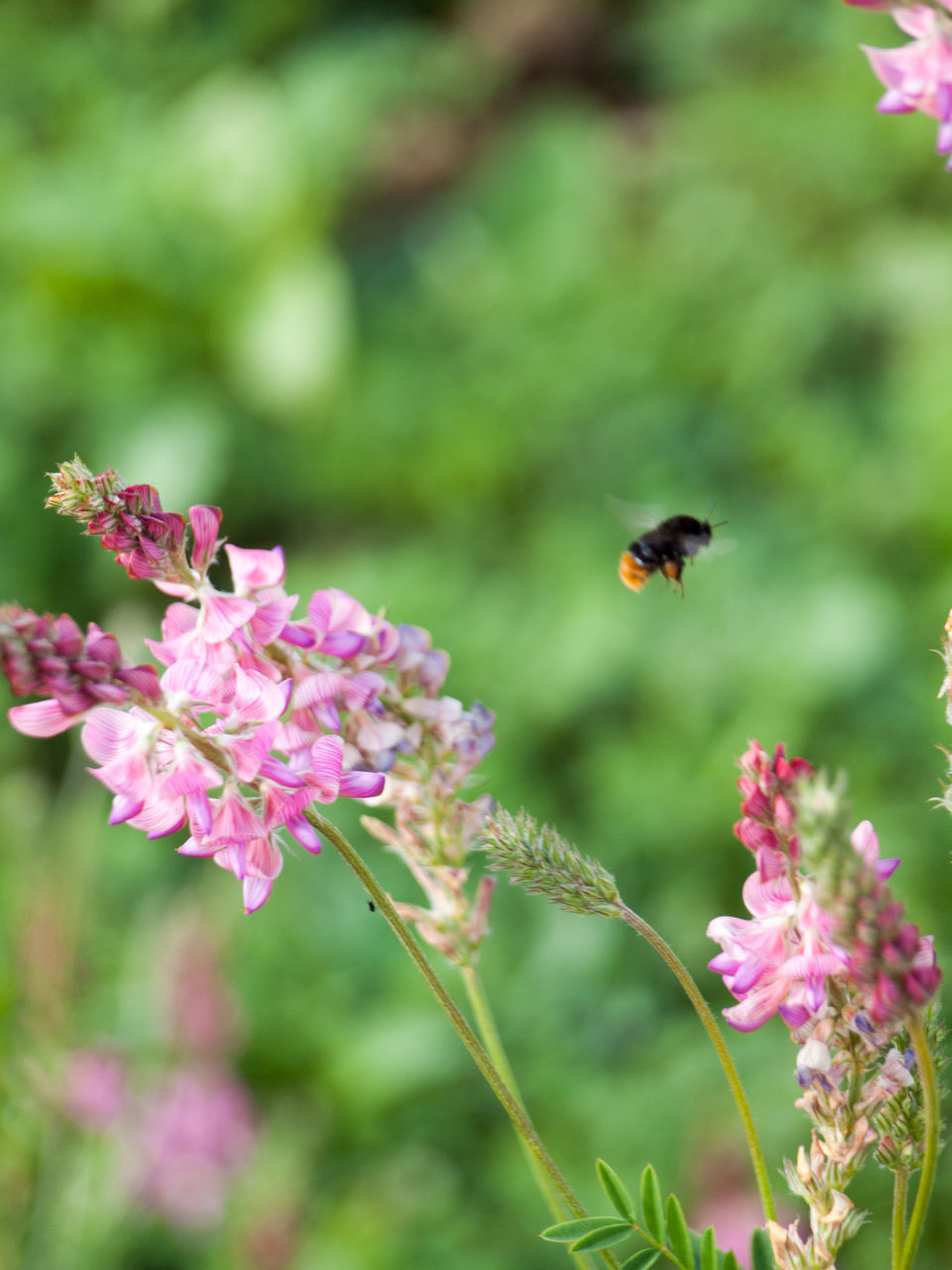 CLOSE-UP OF BEE ON FLOWER