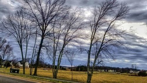 Bare trees on field against sky