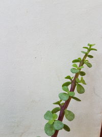 Close-up of ivy growing on wall