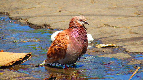 Side view of bird at lakeshore