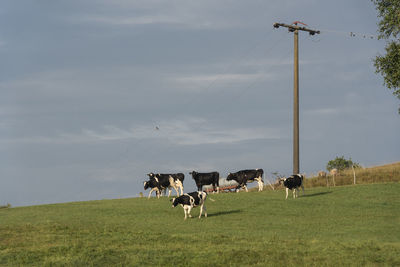 Cows standing on field against sky
