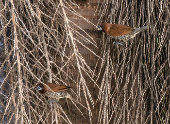 View of trees on landscape