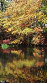 Trees by lake during autumn