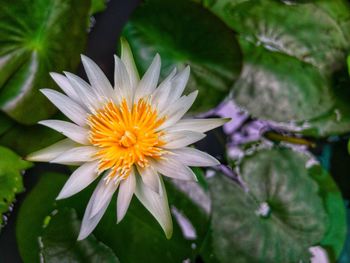 Close-up of white flower