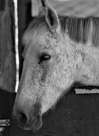 A horse on a farm in formentera del segura, alicante, spain