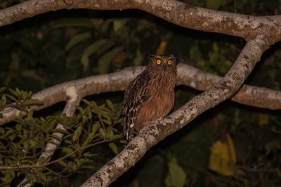 Close-up of bird