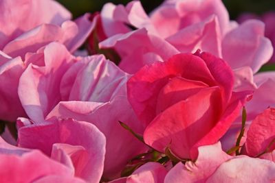 Close-up of pink roses blooming at park