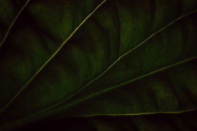 Full frame shot of leaves