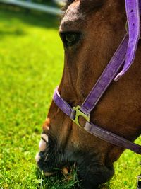 Close-up of horse on field