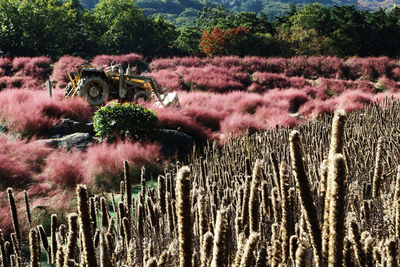 Scenic view of field