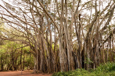 Trees growing in forest